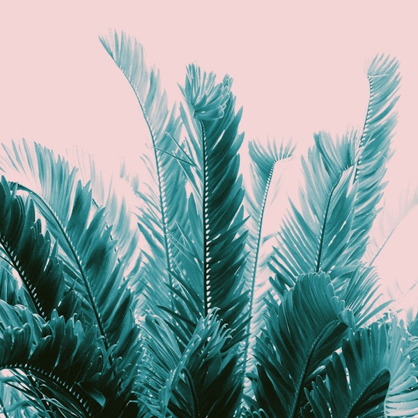 Tropical Leaves Dream 6