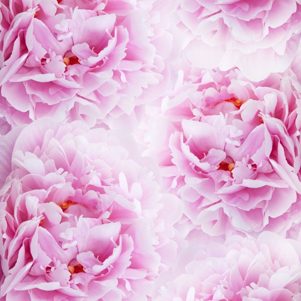 Pink Peonies Dream 2