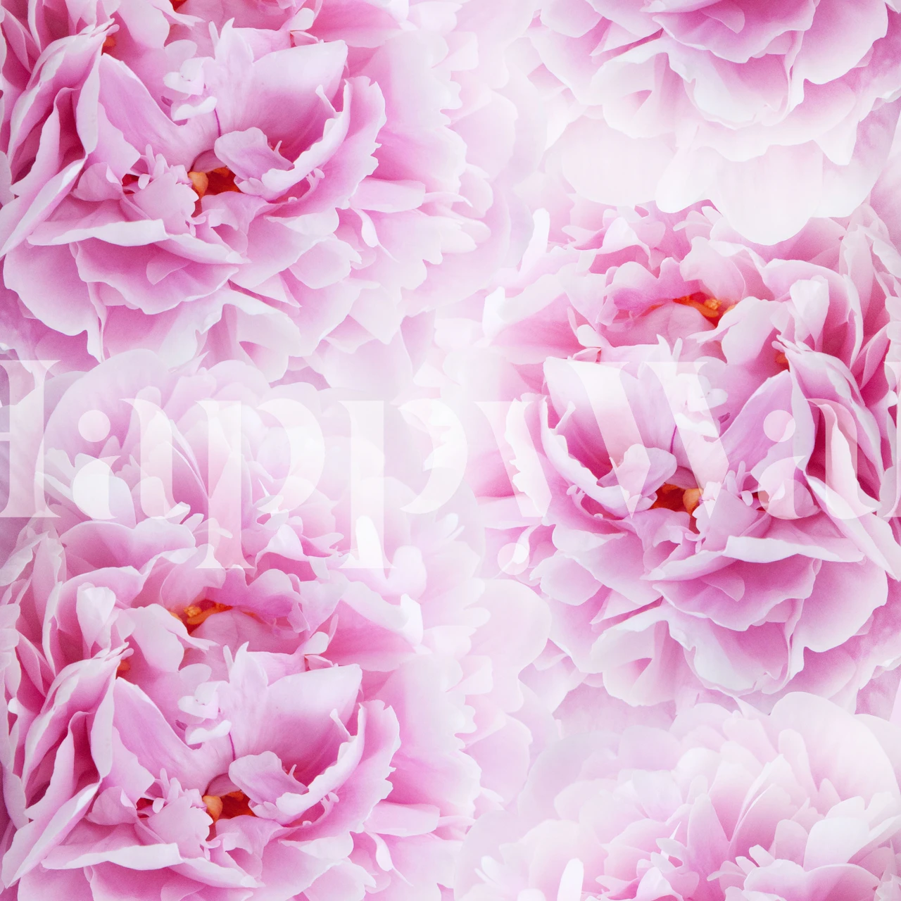 Soft pink peonies in full bloom wall mural