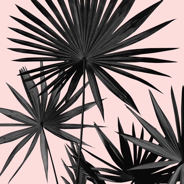 Fan Palm Leaves Jungle 2