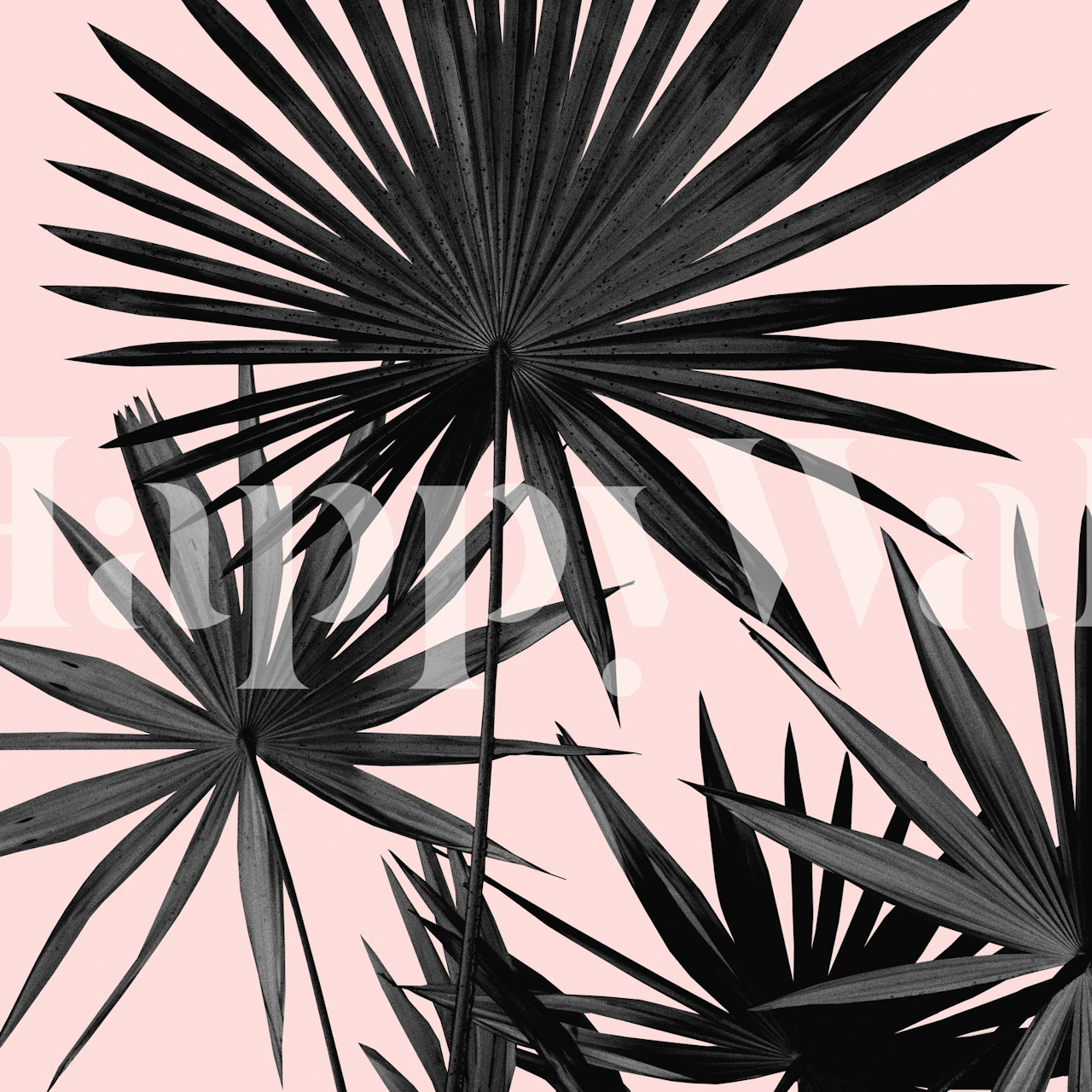 Fan palm leaves on a pink background wall mural