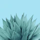 Agave Vibes 6
