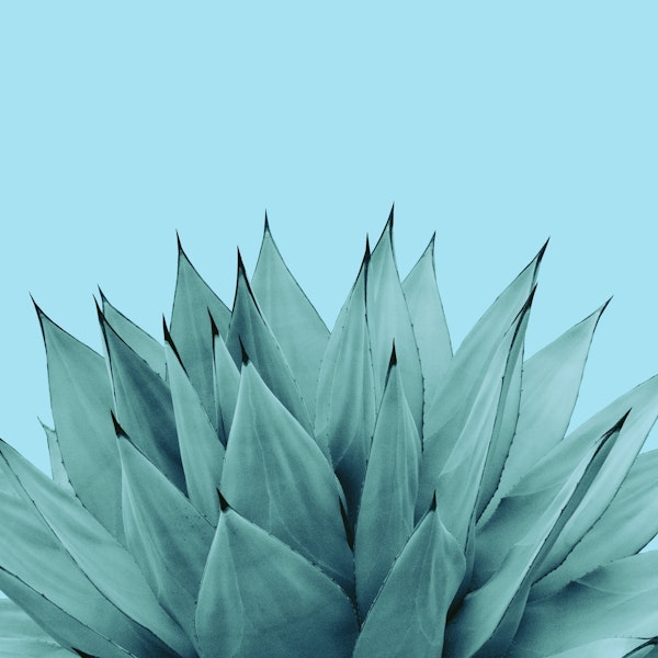 Agave Vibes 6