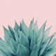 Agave Vibes 12