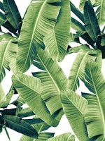 Banana Leaves Jungle 1a papel de parede