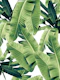 Banana Leaves Jungle 1a