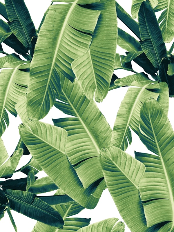 Banana Leaves Jungle 1a