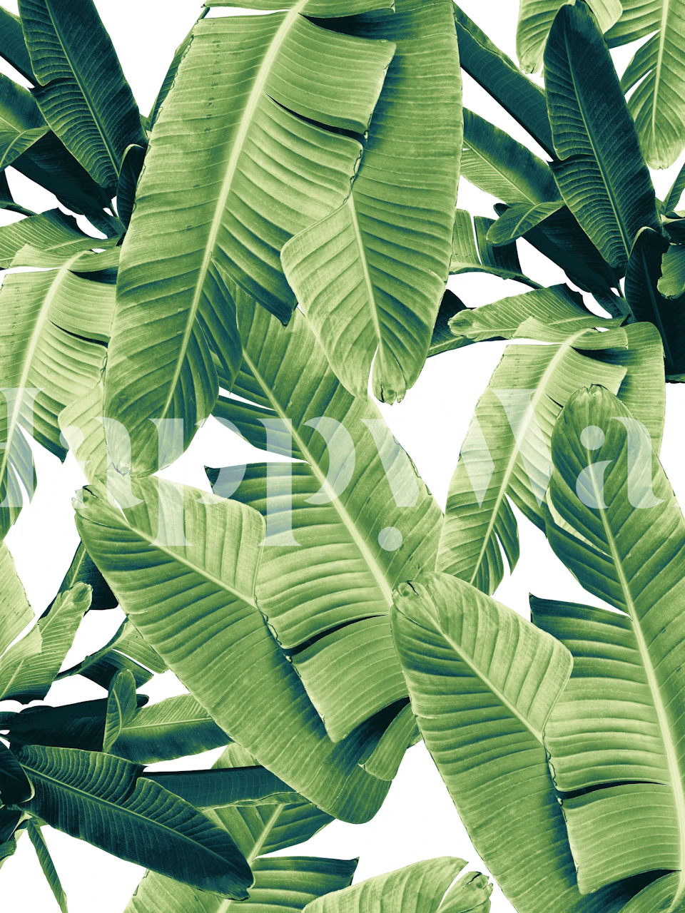 Green banana leaves tropical wallpaper
