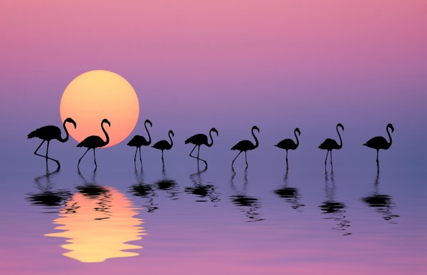 Family Flamingos