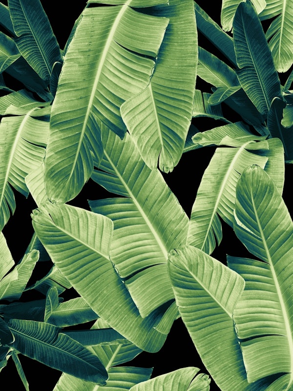 Banana Leaves Night Jungle 1