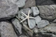 Starfish And Grey Rocks