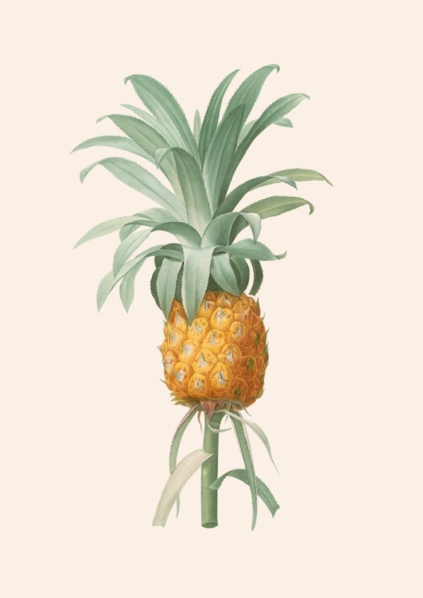 Pineapple 2 - Aster