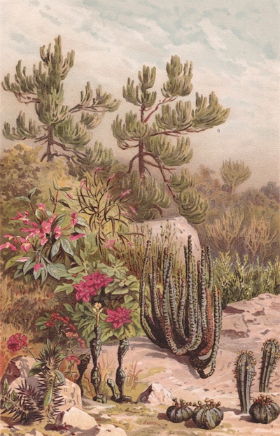 Muurschildering
