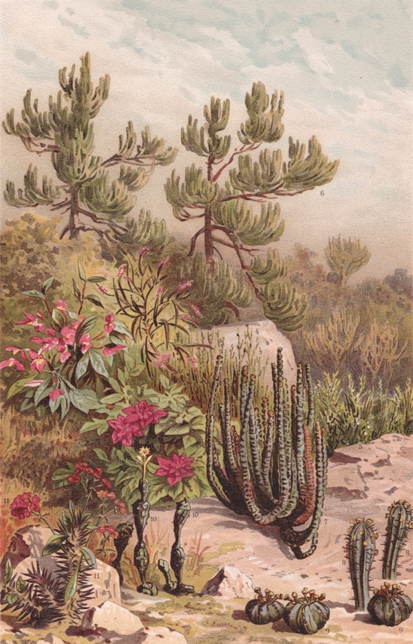 Euphorbiaceen - Cactus - Aster