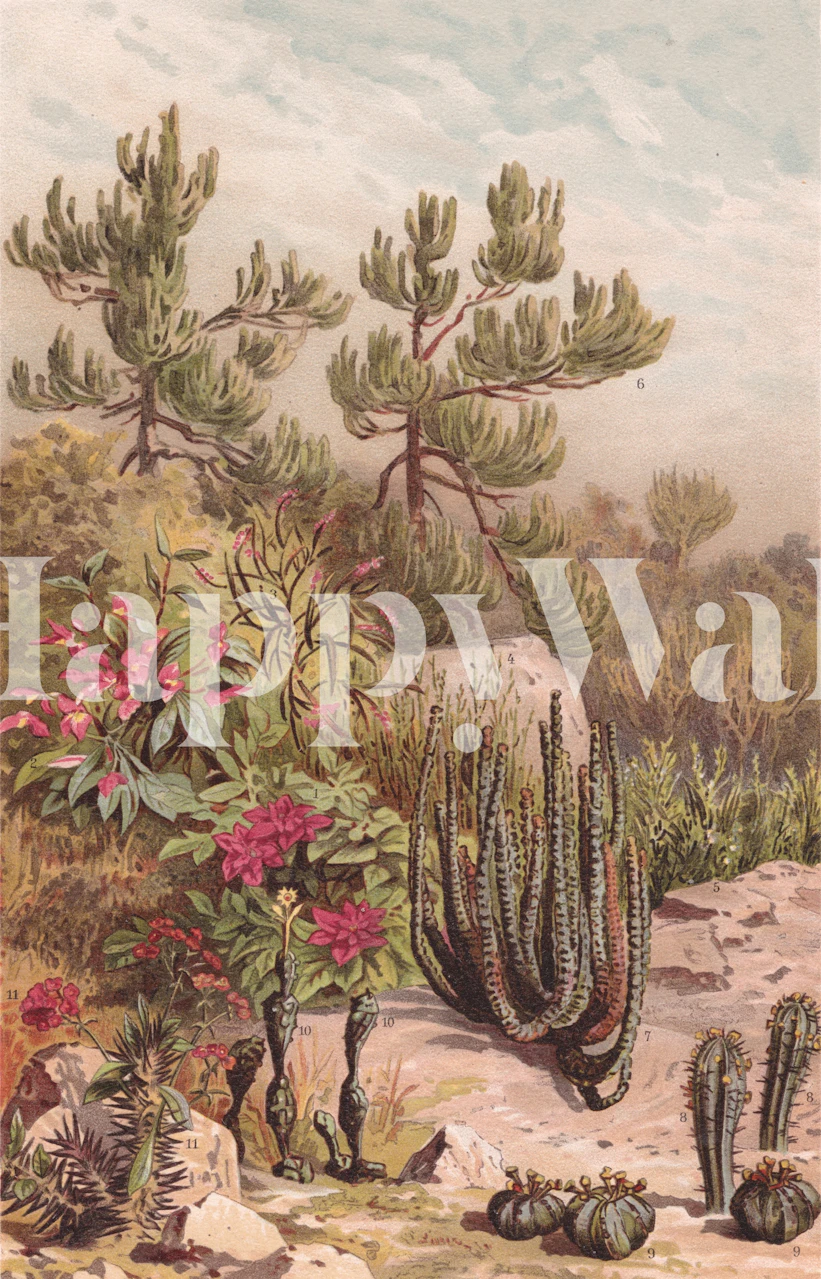 Euphorbiaceen Cactus Aster papel pintado en una habitación