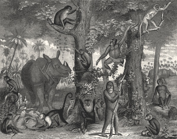 Jungle Family - Aster