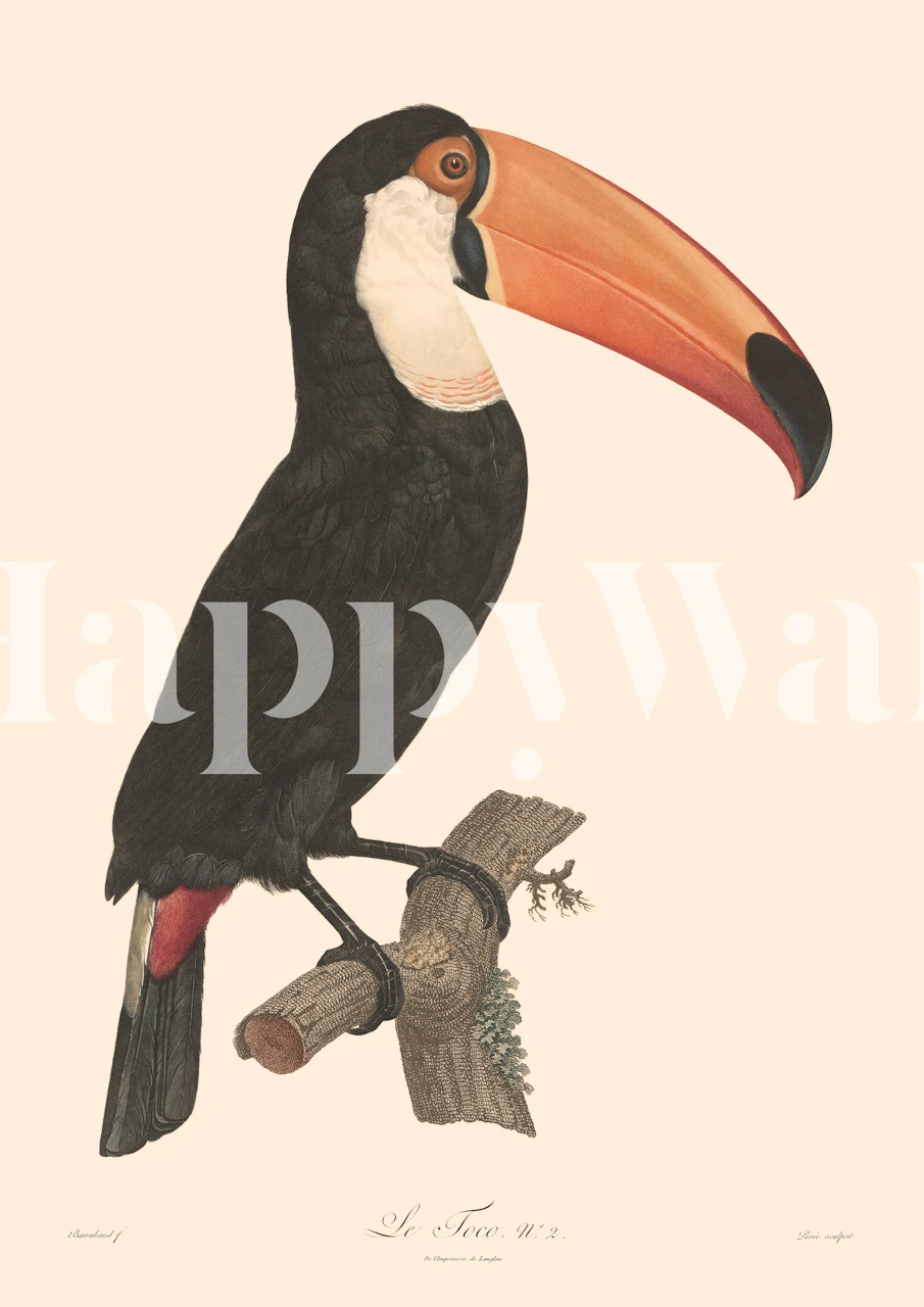 Fototapeta Le Toco Toucan s minimalistickým a přírodním designem