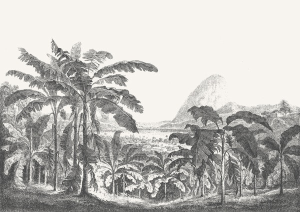 Palms and Mountains - Aster