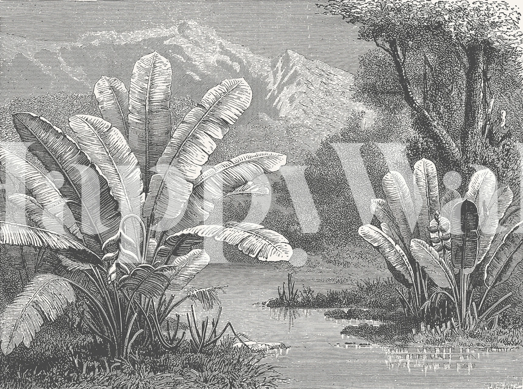 Tropical leaves and plants in black and white wallpaper
