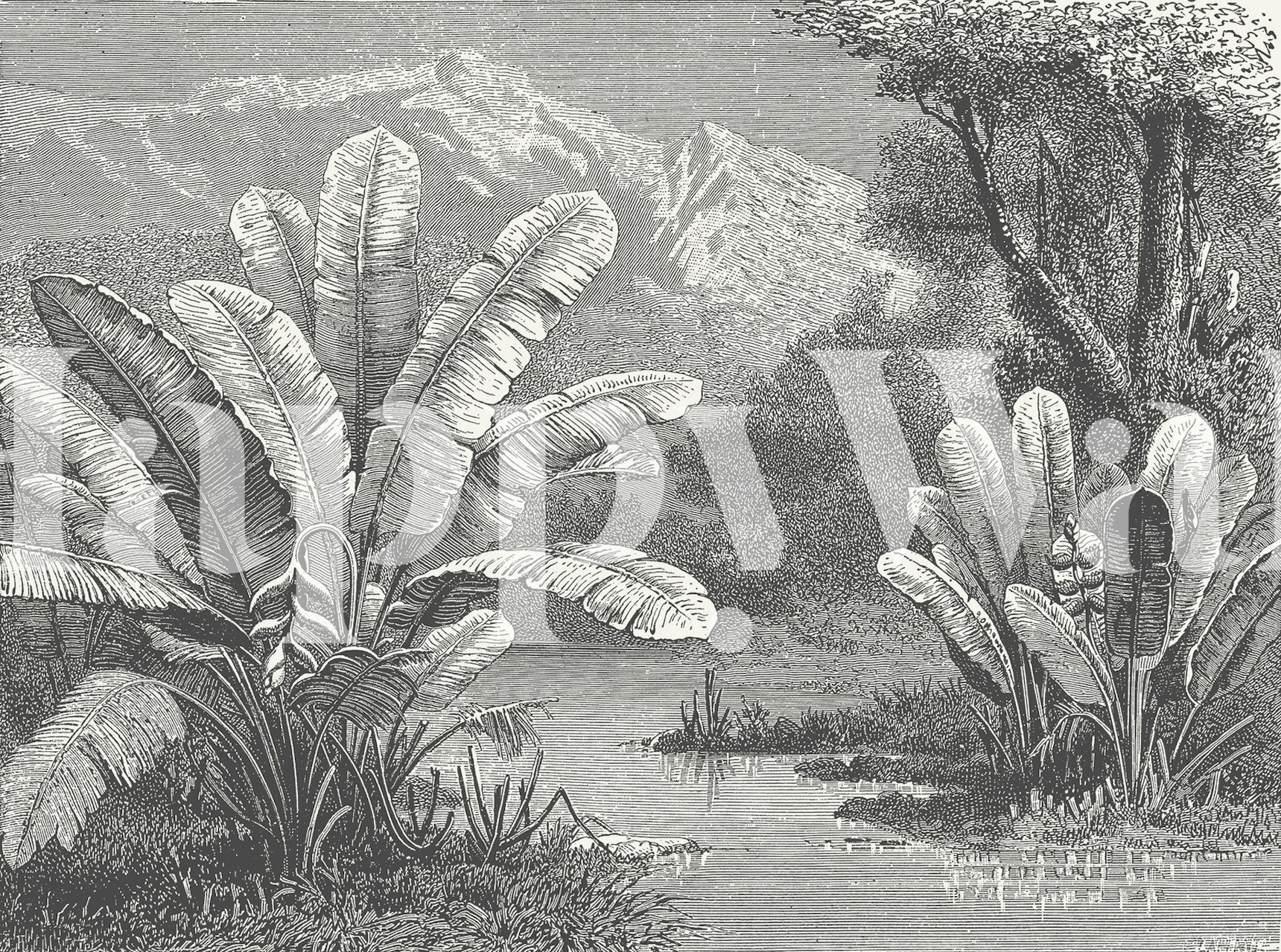 Tropical leaves and plants in black and white wallpaper