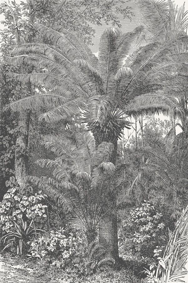 Tropical Palms II - Aster