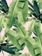 Banana Leaves Jungle 2a