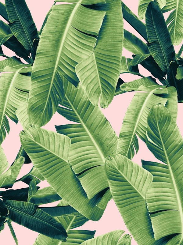 Banana Leaves Jungle 2a