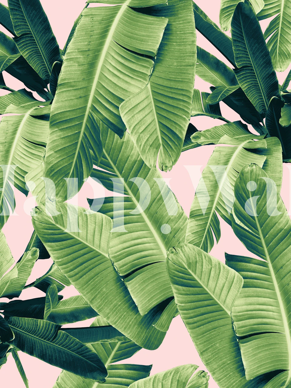Tropical banana leaves in vibrant green on pink background wallpaper