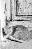 Cat in Anafiotika Athens 1 tapet