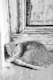 Cat in Anafiotika Athens 1