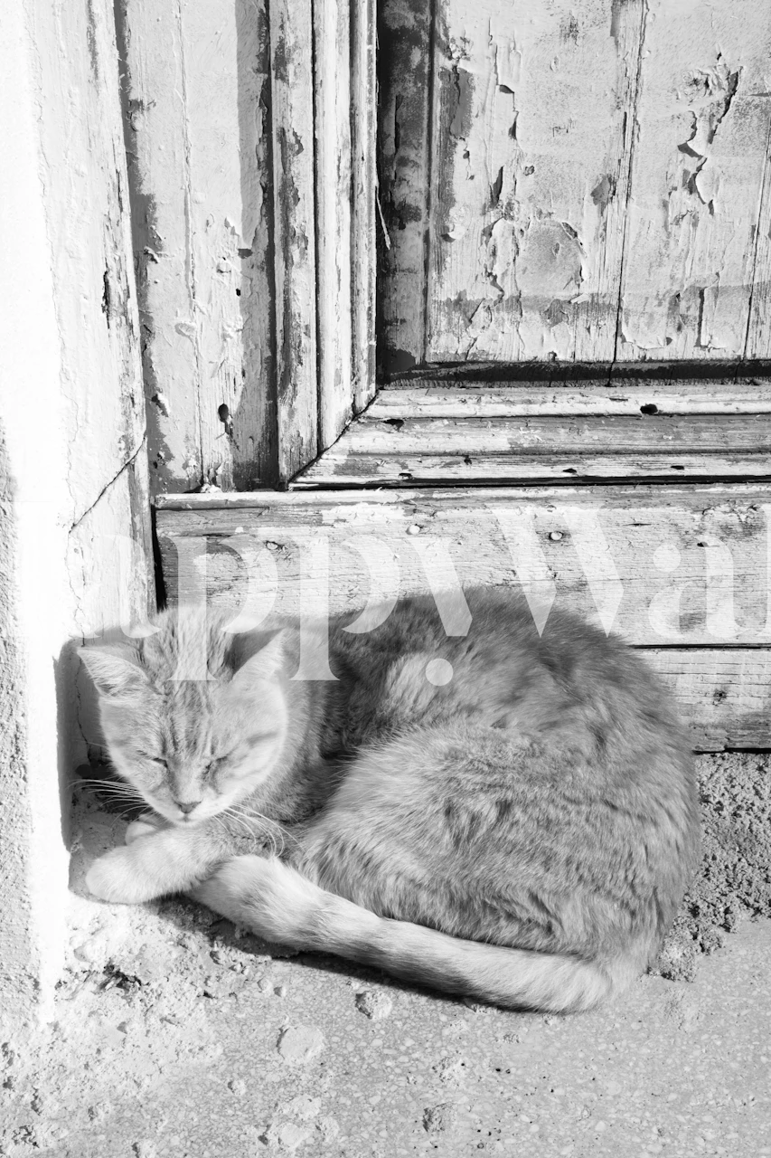 Sleeping gray cat near a door in black and white wallpaper
