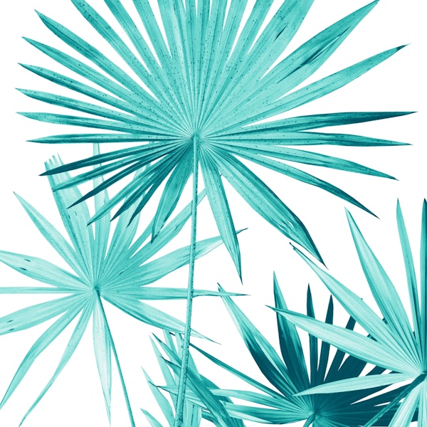 Fan Palm Leaves Jungle 3