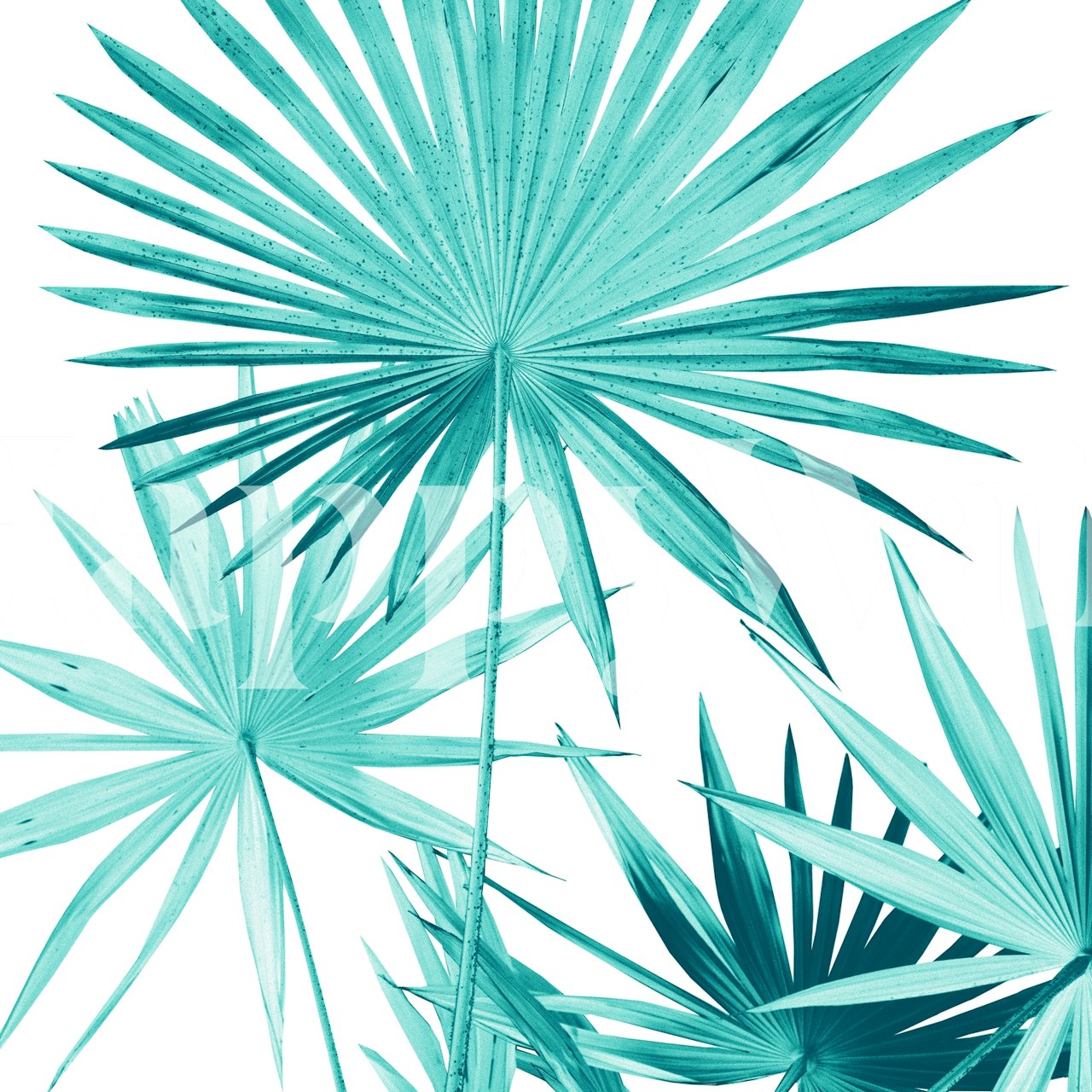 Fan palm leaves wallpaper in a room