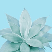 Light Blue Agave 1 carta da parati