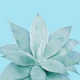 Light Blue Agave 1