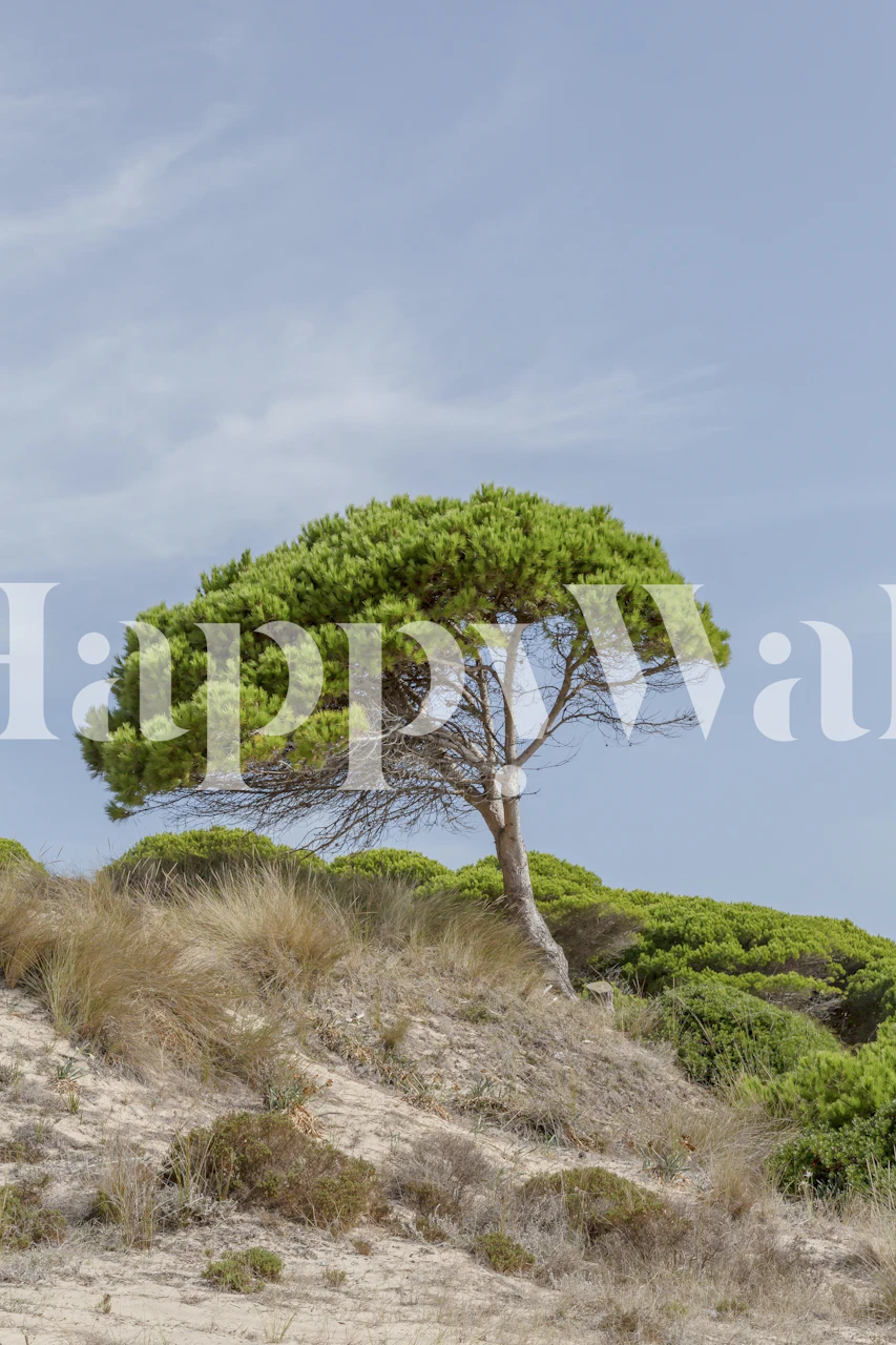 Andalusia beach scene with a solitary pine tree