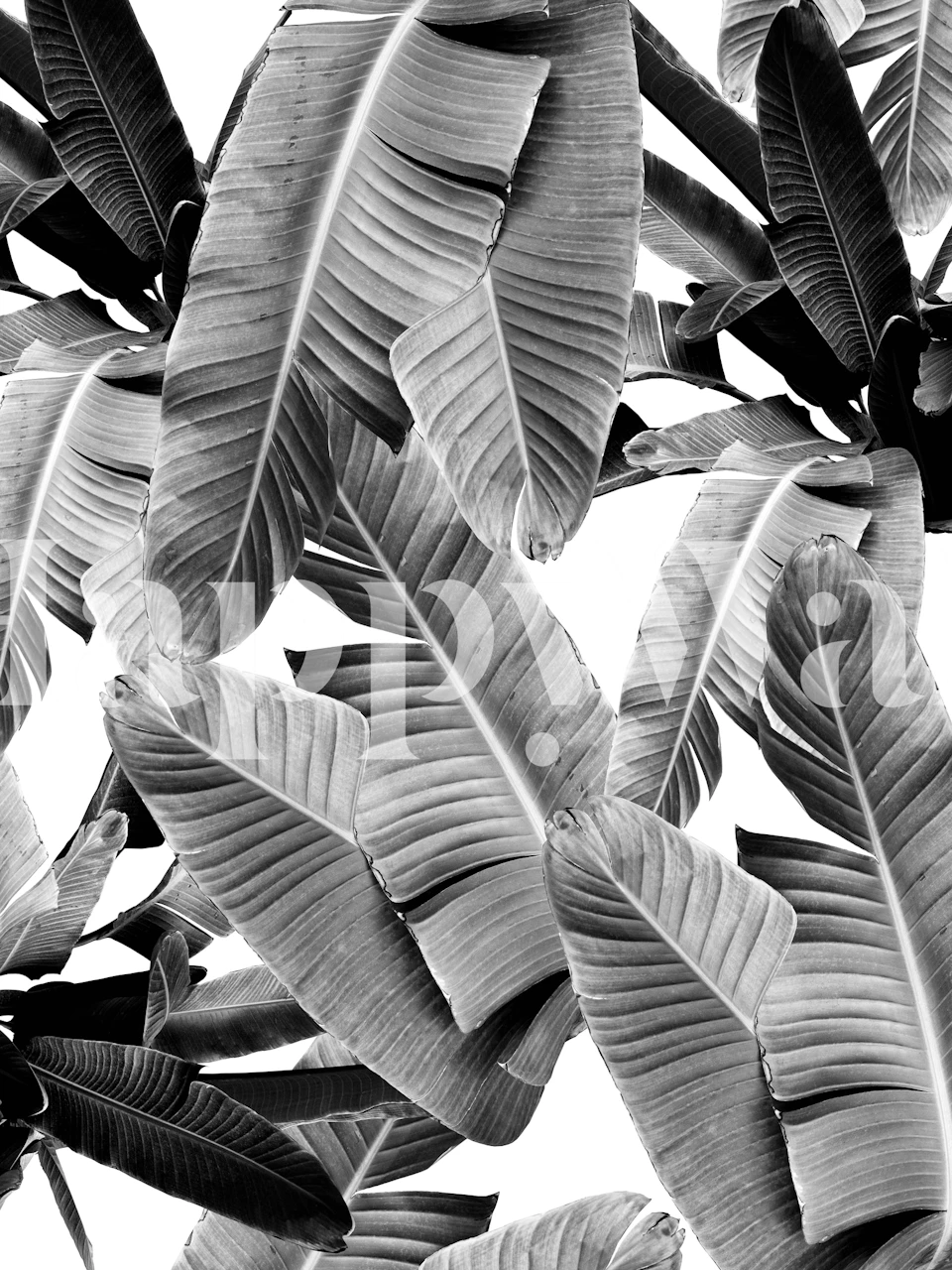 Banana leaves in monochrome design, black and white wallpaper