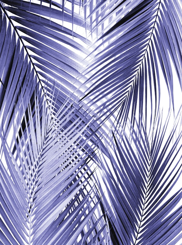 Very Peri Palm Leaves Cali 2
