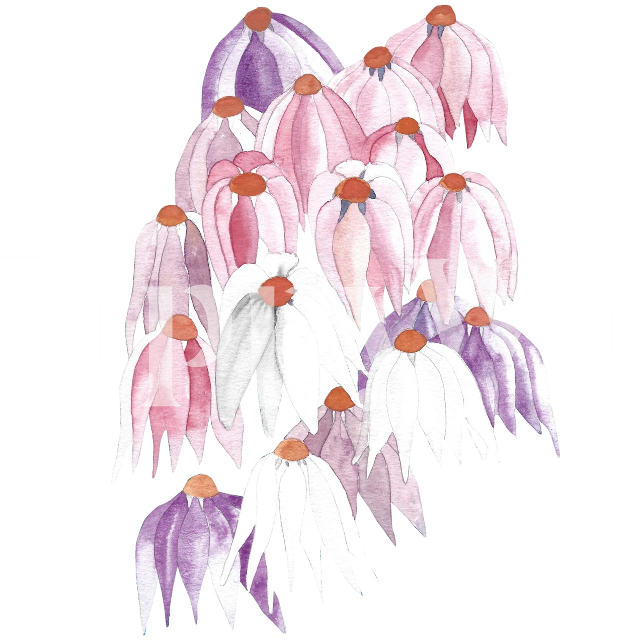 Watercolor margherita flowers wall mural in soft pink and purple