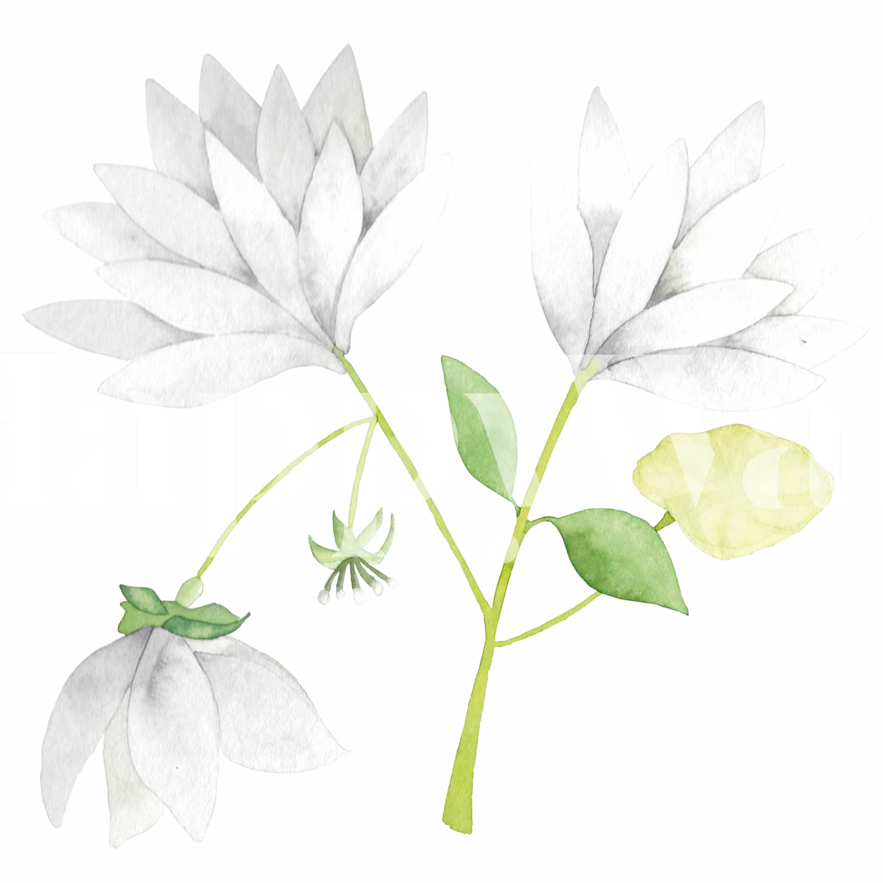 Flores Blancas wallpaper displayed in a room