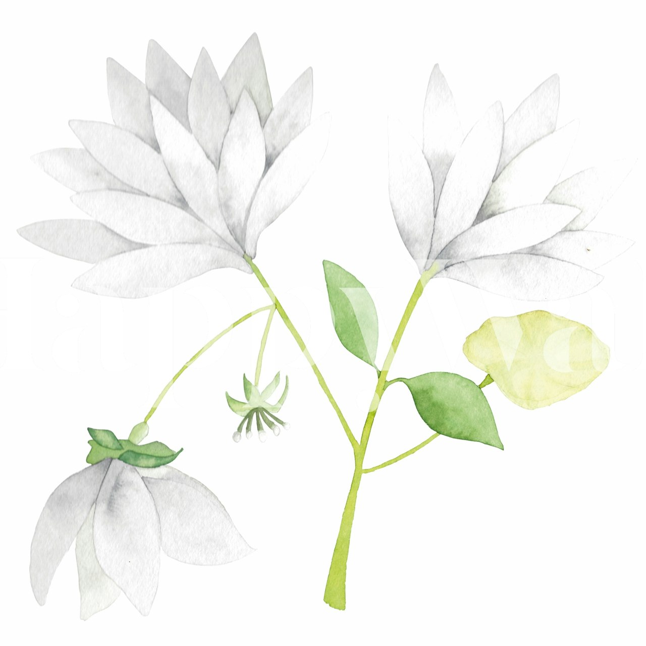 Flores Blancas wallpaper displayed in a room