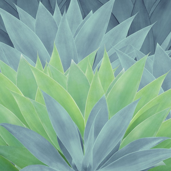 Agave Ocean Dream 1
