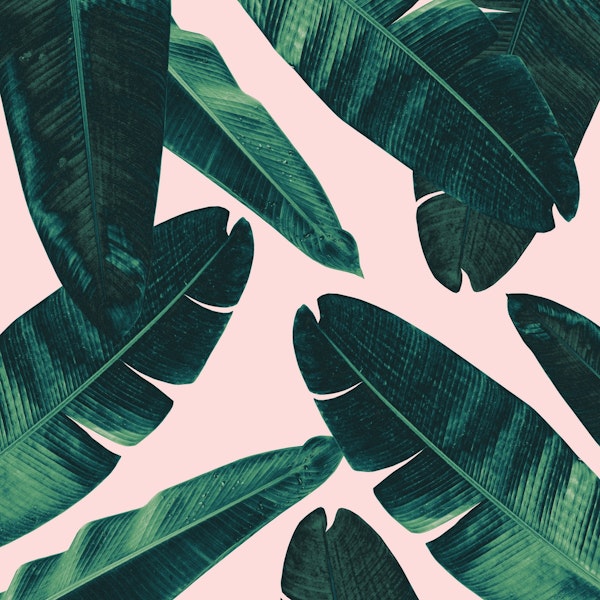 Banana Leaves Cali Vibes 1