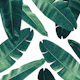 Banana Leaves Cali Vibes 2