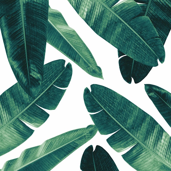 Banana Leaves Cali Vibes 2