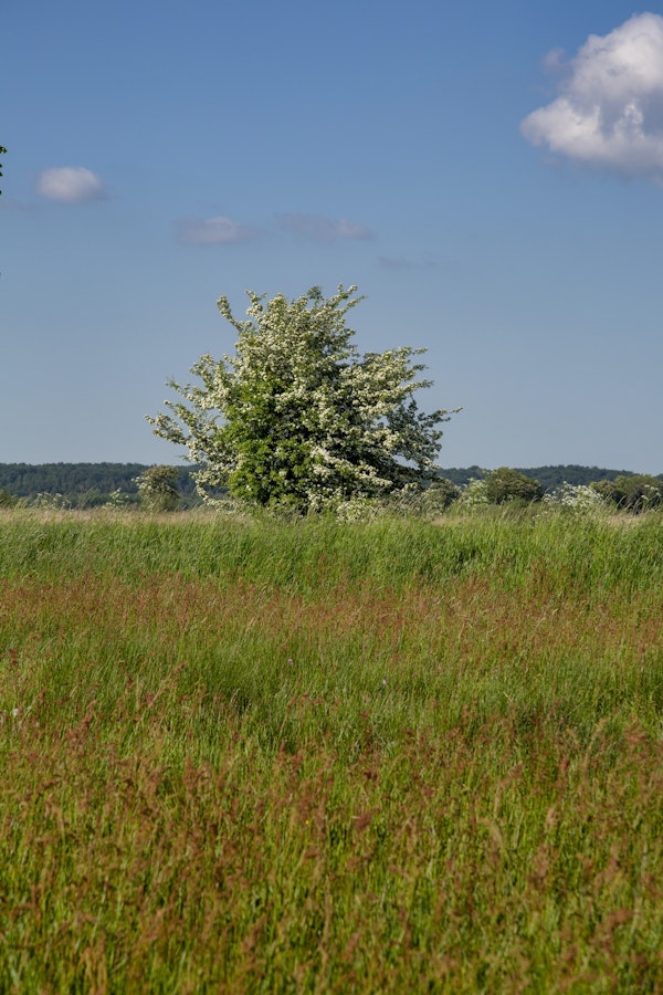 Rural Landscape In Germany
