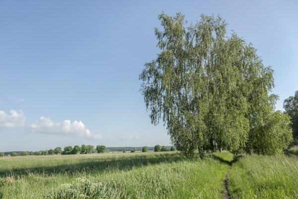 Rural North German Landscape