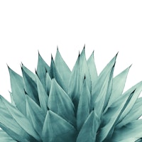 Agave Vibes 8 tapete
