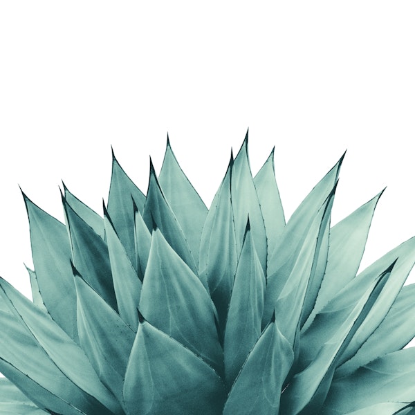 Agave Vibes 8