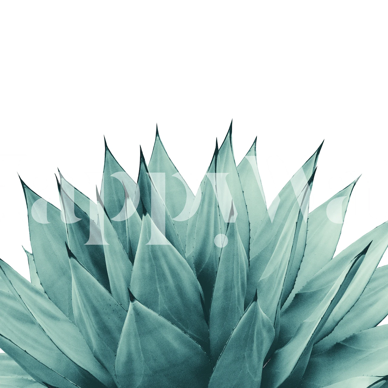 Close-up image of agave plant leaves with a soft green color palette for Agave Vibes 8 wall mural.